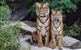 Afbeeldingsresultaat voor tijgers