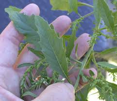 Attēlu rezultāti vaicājumam “Chenopodium acerifolium leaf”