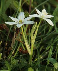 Attēlu rezultāti vaicājumam “Ornithogalum umbellatum flower”