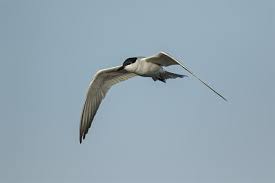 Image result for Gelochelidon nilotica