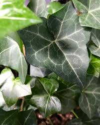 Attēlu rezultāti vaicājumam “Hedera helix  leaf”