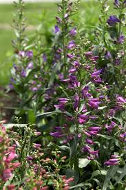 Image result for Penstemon