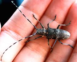 Attēlu rezultāti vaicājumam “Monochamus galloprovincialis”