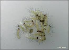 Attēlu rezultāti vaicājumam “Spilosoma lutea larva”