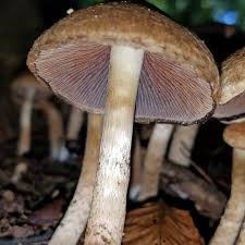 Attēlu rezultāti vaicājumam “Psathyrella lacrymabunda”