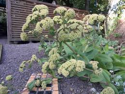 Attēlu rezultāti vaicājumam “Hylotelephium maximum flower”