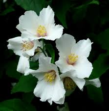 Attēlu rezultāti vaicājumam “Philadelphus lemoinei flower”