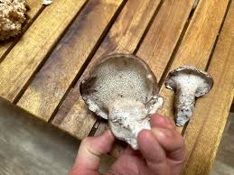 Attēlu rezultāti vaicājumam “Sarcodon imbricatum”