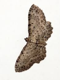 Attēlu rezultāti vaicājumam “Anticollix sparsata”