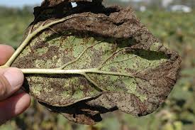 Attēlu rezultāti vaicājumam “Puccinia agrostidis”