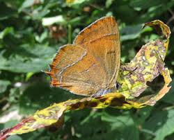 Attēlu rezultāti vaicājumam “Epirranthis diversata upperside”
