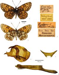 Attēlu rezultāti vaicājumam “Mellicta athalia underside”