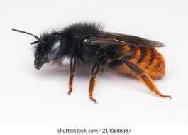 Attēlu rezultāti vaicājumam “Osmia bicolor”