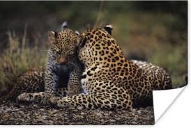 Afbeeldingsresultaat voor panters