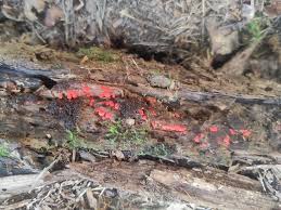 Attēlu rezultāti vaicājumam “Lycogala persicum”