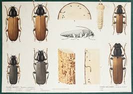Attēlu rezultāti vaicājumam “Tetropium fuscum”