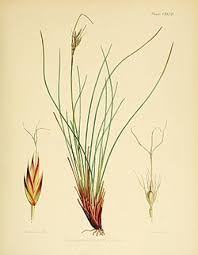 Attēlu rezultāti vaicājumam “Schoenus ferrugineus flower”