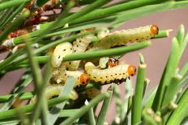Attēlu rezultāti vaicājumam “Phronia sp. larva”