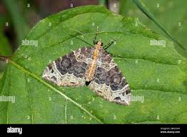 Attēlu rezultāti vaicājumam “Ecliptopera silaceata”