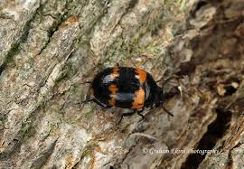 Attēlu rezultāti vaicājumam “Diaperis boleti”