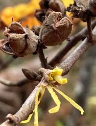 Attēlu rezultāti vaicājumam “Hamamelis vernalis bud”