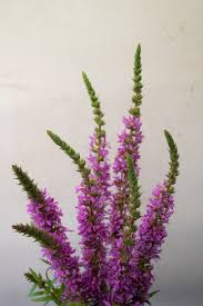 Image result for Blutweiderich