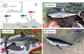 Image result for Lamna nasus