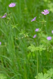 Attēlu rezultāti vaicājumam “Geranium pyrenaicum”