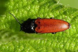 Attēlu rezultāti vaicājumam “Ampedus sp.”