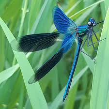Attēlu rezultāti vaicājumam “Calopteryx splendens”