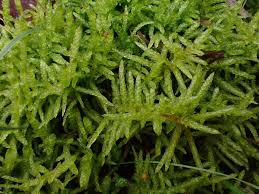 Attēlu rezultāti vaicājumam “Pseudoscleropodium purum”