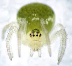 Attēlu rezultāti vaicājumam “Paidiscura pallens”