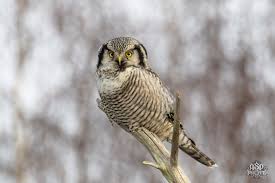 Image result for Surnia ulula