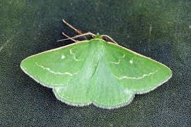 Attēlu rezultāti vaicājumam “Thetidia smaragdaria”