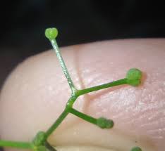 Attēlu rezultāti vaicājumam “Galium palustre fruit”