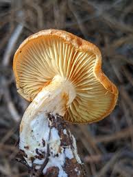 Attēlu rezultāti vaicājumam “Gymnopilus sapineus”