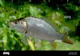 Image result for Cyprinus carpio