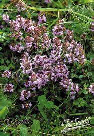 Attēlu rezultāti vaicājumam “Thymus pulegioides fruit”