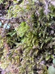 Attēlu rezultāti vaicājumam “Eurhynchium hians”