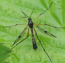 Attēlu rezultāti vaicājumam “Ptychoptera sp. female”