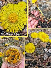 Attēlu rezultāti vaicājumam “Tussilago farfara fruit”