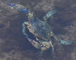 Image result for Callinectes sapidus