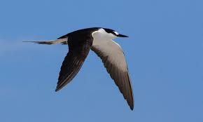 Image result for Plymouth Swallows Gc