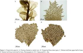Attēlu rezultāti vaicājumam “Plagiochila porelloides sporophyte”
