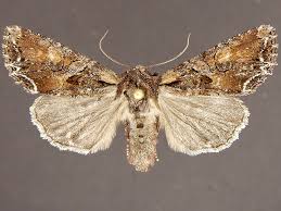 Attēlu rezultāti vaicājumam “Lacanobia contigua imago”