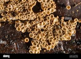 Attēlu rezultāti vaicājumam “Merismodes anomala”