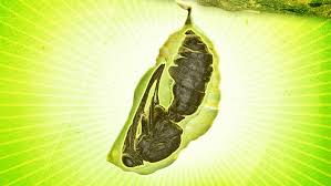 Attēlu rezultāti vaicājumam “cocoon”