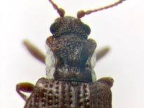 Attēlu rezultāti vaicājumam “Latridiidae”