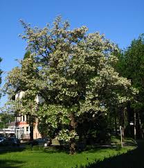 Attēlu rezultāti vaicājumam “Robinia”