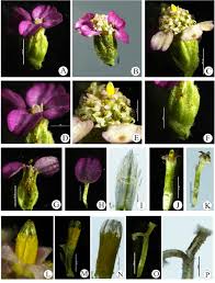 Attēlu rezultāti vaicājumam “Achillea millefolium bud”